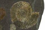 Dactylioceras Ammonite Cluster - Posidonia Shale, Germany #100285-1